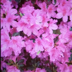 Meet your Posher, Debby